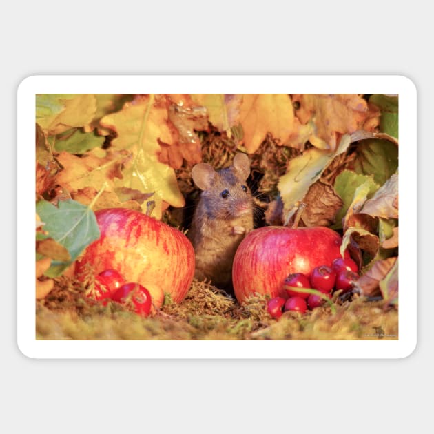 wild Autumn house mouse Sticker by Simon-dell